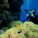 a-carpet-of-green-from-a-gigantic-sea-anemone-stic-small.jpg